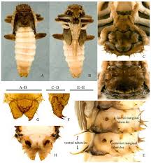 Attēlu rezultāti vaicājumam “Pyrochroidae imago”