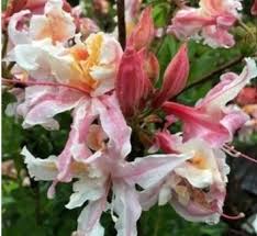 Attēlu rezultāti vaicājumam “Menziesia ferruginea flower”