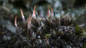Attēlu rezultāti vaicājumam “Polytrichum piliferum sporophyte”