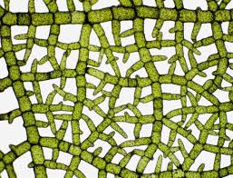 Attēlu rezultāti vaicājumam “Diderma umbilicatum macro”