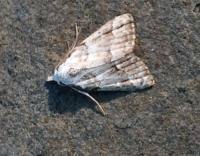 Attēlu rezultāti vaicājumam “Nola aerugula”