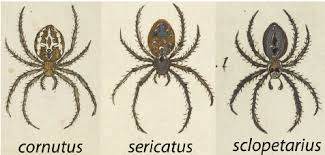 Attēlu rezultāti vaicājumam “Larinioides cornutus”