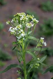 Attēlu rezultāti vaicājumam “Armoracia rusticana”