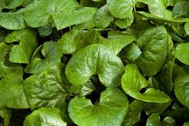 Attēlu rezultāti vaicājumam “Asarum europaeum leaf”