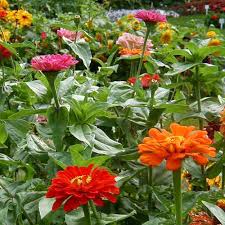 Image result for Zinnia elegans