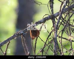 Attēlu rezultāti vaicājumam “Oeneis jutta”