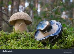 Attēlu rezultāti vaicājumam “Gyroporus cyanescens”