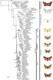 Attēlu rezultāti vaicājumam “Parasemia plantaginis female”
