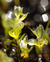 Attēlu rezultāti vaicājumam “Cinclidium stygium macro”