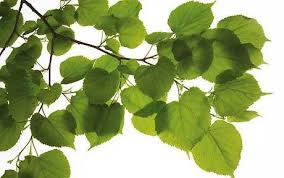 Attēlu rezultāti vaicājumam “Tilia cordata leaf”