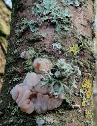 Attēlu rezultāti vaicājumam “Exidia thuretiana”