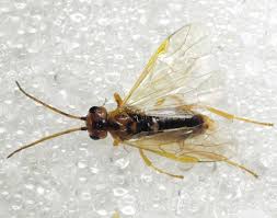 Attēlu rezultāti vaicājumam “Tenthredinidae”