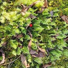 Attēlu rezultāti vaicājumam “Ptilium crista-castrensis”