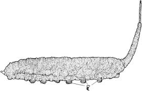 Attēlu rezultāti vaicājumam “Syrphus larva”