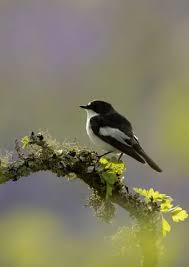 Attēlu rezultāti vaicājumam “Ficedula hypoleuca male”