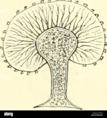 Attēlu rezultāti vaicājumam “Trichia varia sessile”
