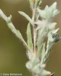 Attēlu rezultāti vaicājumam “Filago arvensis”