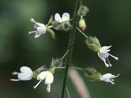 Attēlu rezultāti vaicājumam “Circaea lutetiana”