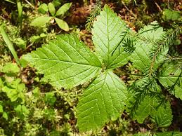 Attēlu rezultāti vaicājumam “Rubus saxatilis leaf”
