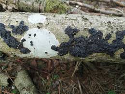 Attēlu rezultāti vaicājumam “Siphoptychium violaceum young”