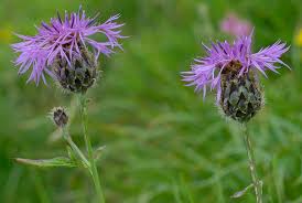 Attēlu rezultāti vaicājumam “Centaurea scabiosa leaf”