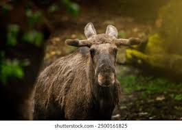 Attēlu rezultāti vaicājumam “Alces alces”