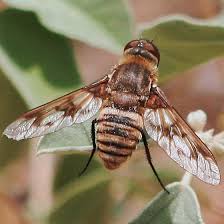 Attēlu rezultāti vaicājumam “Exoprosopa capucina”