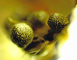 Attēlu rezultāti vaicājumam “Physarum pseudoalexandrowiczii macro”