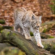 Attēlu rezultāti vaicājumam “Lynx lynx”