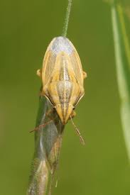 Attēlu rezultāti vaicājumam “Aelia acuminata”