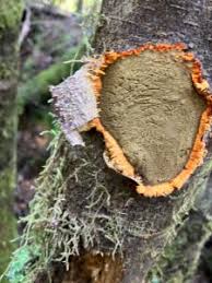 Attēlu rezultāti vaicājumam “Biscogniauxia marginata”