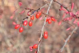 Attēlu rezultāti vaicājumam “Berberis thunbergii fruit”