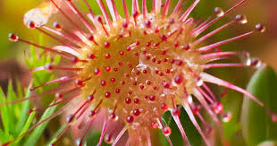 Attēlu rezultāti vaicājumam “Drosera rotundifolia fruit”
