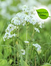 Attēlu rezultāti vaicājumam “Saxifraga granulata”