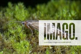 Attēlu rezultāti vaicājumam “Chaetopteryx villosa”