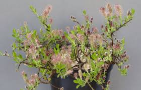 Attēlu rezultāti vaicājumam “Salix myrtilloides”