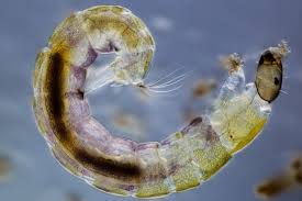 Attēlu rezultāti vaicājumam “Chironomidae larvae”