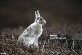 Attēlu rezultāti vaicājumam “Lepus timidus”