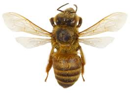 Attēlu rezultāti vaicājumam “Apis mellifera”