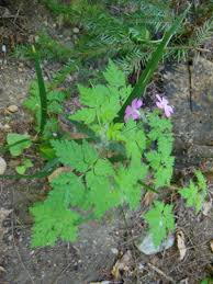 Attēlu rezultāti vaicājumam “Geranium robertianum”