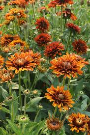 Image result for Rudbeckia