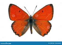 Attēlu rezultāti vaicājumam “Lycaena dispar”