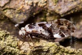 Attēlu rezultāti vaicājumam “Metylophorus nebulosus”
