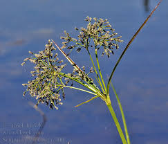 Attēlu rezultāti vaicājumam “Scirpus sylvaticus”