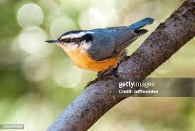 Image result for Sitta europaea