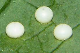 Attēlu rezultāti vaicājumam “Ptilodon capucina larva”