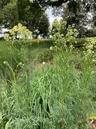 Attēlu rezultāti vaicājumam “Thalictrum lucidum leaf”