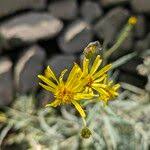 Attēlu rezultāti vaicājumam “Jacobaea paludosa flower”