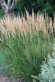Attēlu rezultāti vaicājumam “Calamagrostis purpurea”