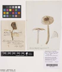 Attēlu rezultāti vaicājumam “Lepiota clypeolaria”